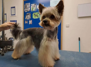 Yorkshirský teriér