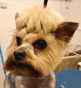 Yorkshirský teriér