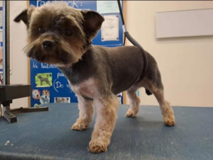 Yorkshirský teriér