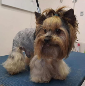 Yorkshirský teriér